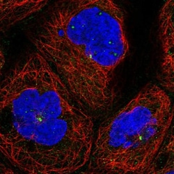 KxDL motif containing 1 Antibody, Novus Biologicals 0.1mL; Unlabeled:Antibodies,